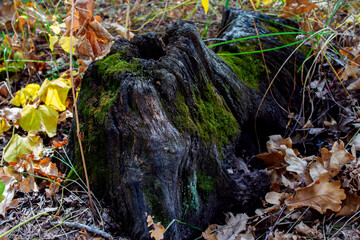 a stump covered with moss in the autumn forest
