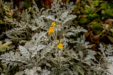 Цветы разные осенние, городские