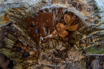 oak leaf in a tree trunk