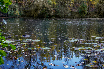 pond with water lilies in the forest