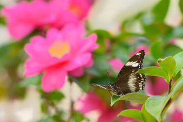 Tropical colorful butterfly among camellia