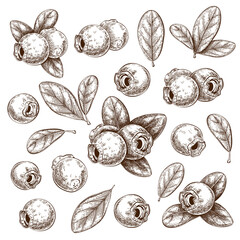 Hand drawn ink blueberries with leaves isolated on white. set of forest bilberries sketch. vector illustration. graphics elements in vintage style. berry, leaf, plant engraved collection for design.