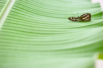 Tropical colorful butterfly among camellia