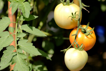 Beautiful tomatoes planted on a branch in a greenhouse in front of a shallow depth of field, copy space, organic tomatoes ready to be harvested and sold in the market