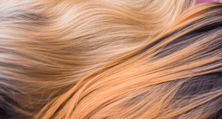 Wigs, natural and synthetic hair. Women's beauty concept. Close up photo of wig, hair for ladies