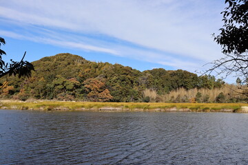 lake and trees