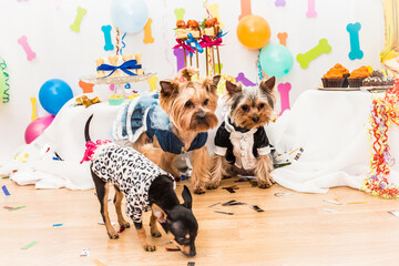 dog and birthday party