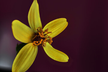 Obraz premium Close-up of a beautiful flower with five yellow petals and an elongated pistil