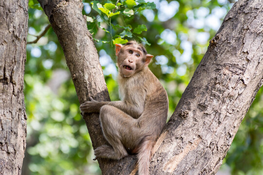 An Indian monkey (Indian macaques, bonnet macaques) sitting at tree branch with funny expression