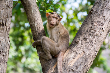 An Indian monkey (Indian macaques, bonnet macaques) sitting at tree branch with funny expression