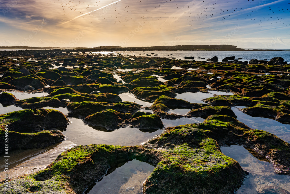 Wall mural warm evening light over a wild sand and rock beach with tidal pools and seagulls flying