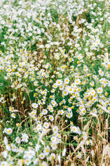 Large field with white daisies in summer