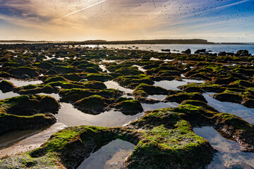 warm evening light over a wild sand and rock beach with tidal pools and seagulls flying