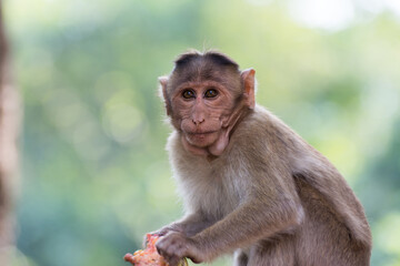 An Indian monkey (Indian macaques, bonnet macaques) eating food with its hand