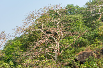 Landscape in autumn of Sanjay Gandhi National Park, Mumbai, India