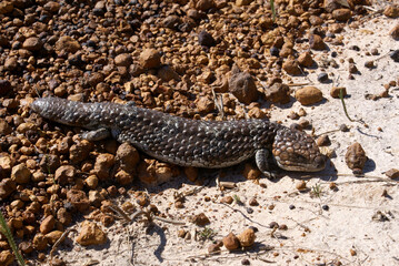 Tiliqua rugosa, the western shingleback or bobtail lizard, on roadside in Western Australia