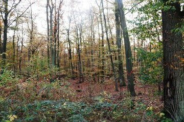 Viernheimer Herbstwald