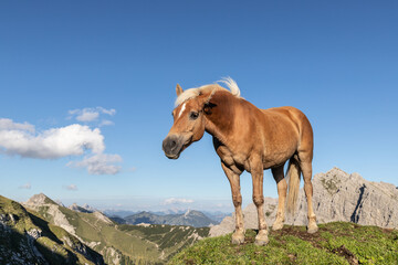 Fototapeta premium Perd in der Höhe