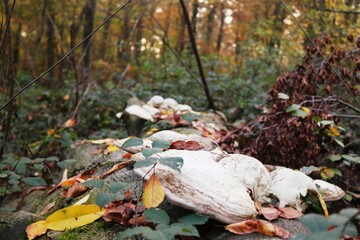 Viernheimer Herbstwald