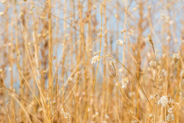 Dry grass flowers  in autumn on the top of mountains of Sanjay Gandhi National Park, Mumbai, India