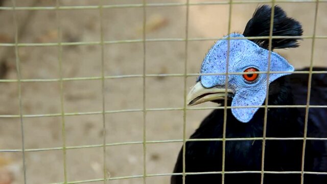 Green-faced chickens, a rare animal found in Thailand.