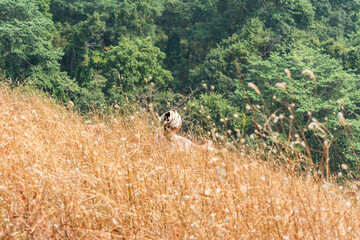 Obraz na płótnie Canvas A young girld wearing scarf sitting in the dry grass flowers in autumn on the top of mountains of Sanjay Gandhi National Park, Mumbai, India