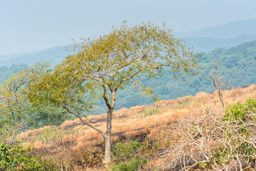 Fototapeta na wymiar Dry grass with green tree in autumn on the top of mountains with black rock land forms of Sanjay Gandhi National Park, Mumbai, India