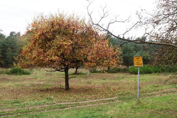Viernheimer Herbstwald
