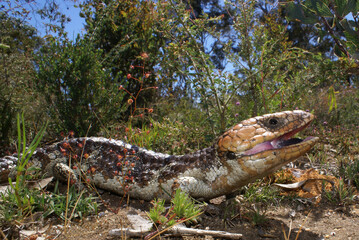 Tiliqua rugosa, the western shingleback or bobtail lizard, in natural habitat with Drosera menziesii near Serpentine in Western Australia