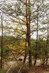 Viernheimer Herbstwald