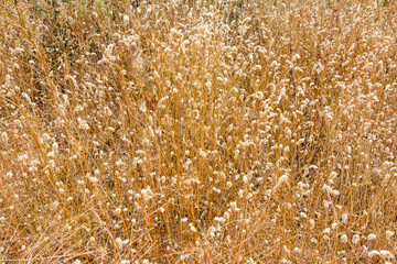 Dry grass flowers  in autumn on the top of mountains of Sanjay Gandhi National Park, Mumbai, India