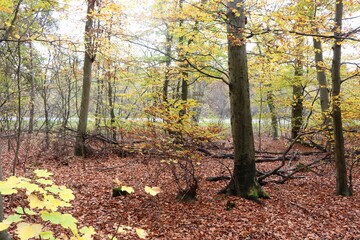 Viernheimer Herbstwald