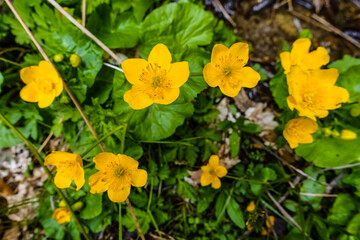 yellow marsh marigolds at a brook in the spring