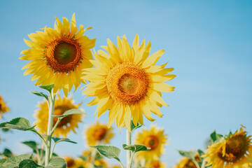 Obraz premium Close-up of natural sunflower. Beautiful sunflower background. Copy space for banner.