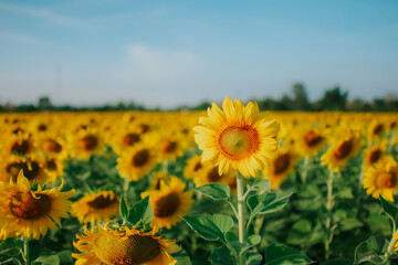 Close-up of natural sunflower. Beautiful sunflower background. Copy space for banner.