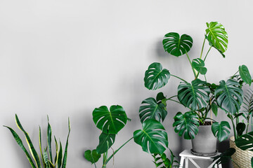 Many modern green plants with various pots in room. Modern home garden composition. Stylish and minimalistic urban jungle interior. Botany home decor with a lot of plants.