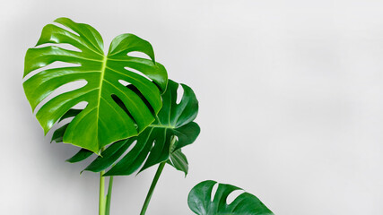 Monstera deliciosa or Swiss cheese plant in a gray concrete flower pot stands on a table on a gray background.Hipster scandinavian style room interior