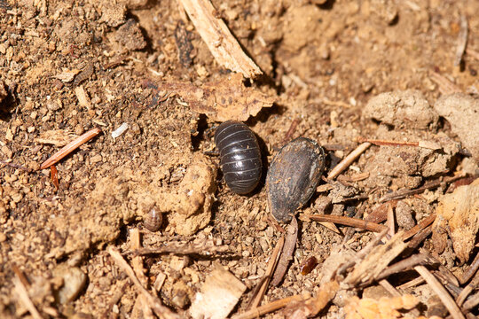 Gemeine Rollassel (Armadillidium vulgare)