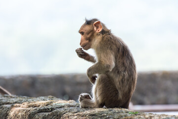 An Indian monkey (Indian macaques, bonnet macaques) eating food with its hand