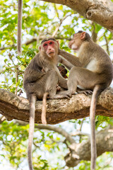 Naklejka na ściany i meble A pair of Indian monkey (Indian macaques, bonnet macaques) and their baby sitting at tree branch