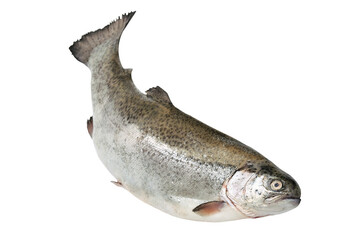 Close-up of a fresh rainbow trout isolated on a white background without shadows
