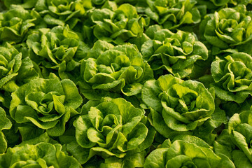 Fresh lettuce with green leaves - obrazy, fototapety, plakaty