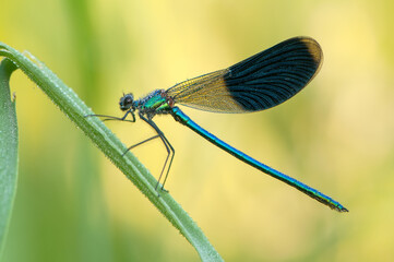 Early in the morning, Calopteryx splendens on a blade of grass dries its wings from dew under the first rays of the sun before flight