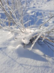 snow covered branches