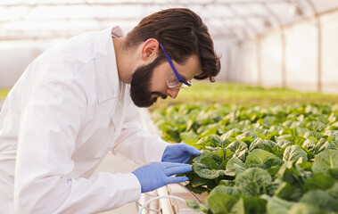 Bearded agronomist examining plants in greenhouse