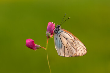 Aporia crataegi butterfly on a wild flower early in the morning waiting for the first rays of the sun