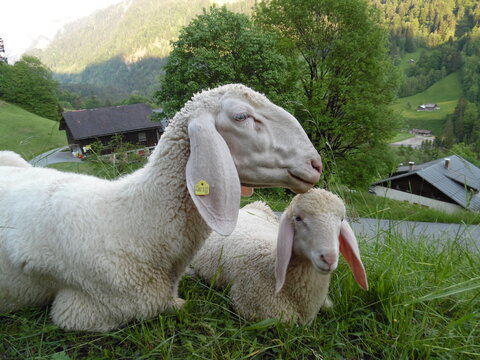 Zwei gem&uuml;tliche Schlafe mit Schlappohren. Mama Schaf mit Lamm beim Wiederk&auml;uen. Wei&szlig;es Osterschaf mit L&auml;mmchen chillen im Gras auf der Weide.