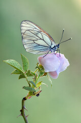 The butterfly Aporia crataegi covered with dew sits on a summer morning on a pink rosehip flower