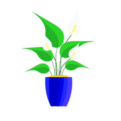 Spathiphyllum, potted flower, interior flower, female happiness, vector icon on white background