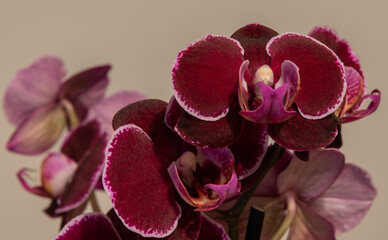 Beautiful photos of orchids. Phalaenopsis Blume